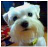 bradypig