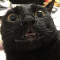 catdaks5428