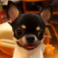 zoe83