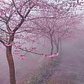 物理看花