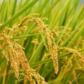 小小凱兒