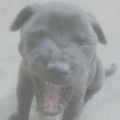 Hansjb