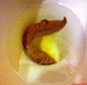 高老叫