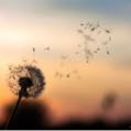 dandelion12