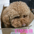 jocelynyang7