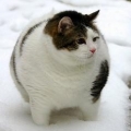 小咘咘