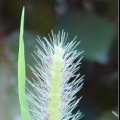 candyflower77