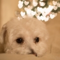 shutterbug2012