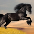 StallionLin