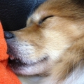 Domo獄