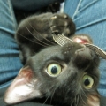 milksay