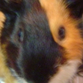 guineapig