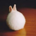 paparabbit