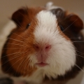 shuhchan