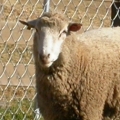 lieben