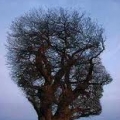 tree_1975