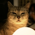 kittymini