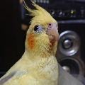 玄鳳奈奈