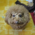 peggypei