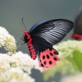 AVAVA