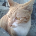 tonsf