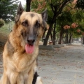 Stokely