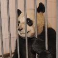 熊貓人~~哭哭