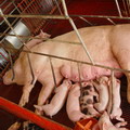 FeedMan