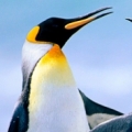 Sawilliam