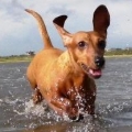 wapipi