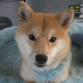 舉世無雙