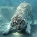 Tiger正