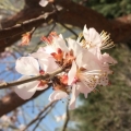 lydia_5211