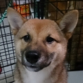 小肥喵