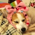 MiGA醬