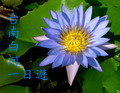 蔡一正