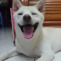 decshiung