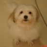 chienwei66