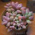 cat sweet