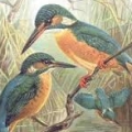 江邊一隻鳥