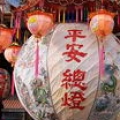 沉靜波斯菊