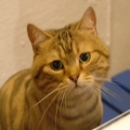 轉轉人
