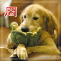 香草妮可