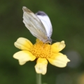 virageioyu