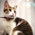 photokate