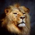 lionking88