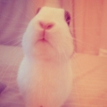 poppy ho