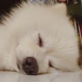 銀毛獅王