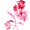 韋小凡