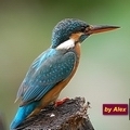 alex_Hsieh